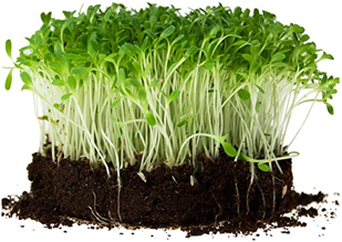 A Complete Guideline To Grow Microgreens In Medium Systems - Balamb Gardens